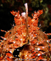 Another Scopion fish shot. This was quite hard to do as i... by Marcus Grant 